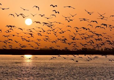 В Одессе заметили стаи скворцов: что это значит