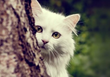 Трое суток на высоком тополе: в Одессе спасли кошку