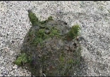 
К побережью Одессы вынесло мину: к каким последствиям это привело
