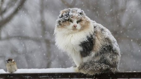 Синоптик: Последний день осени принесет в Украину мокрый снег