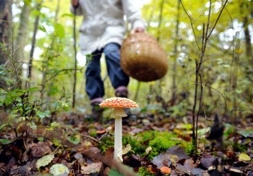В Одессе три человека отравились грибами: из них двое – дети
