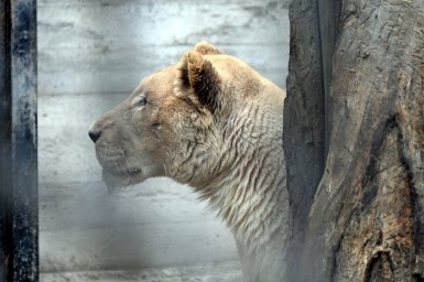 В Одессу прибыла пара белых львов из Харьковского экопарка. Фото, видео