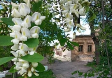 Невероятная красота и запах: в Одессе цветут акации