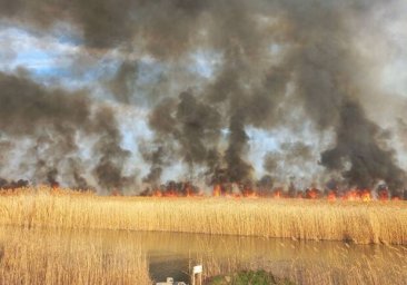 
Из-за поджогов, окурков и сжигания мусора: за сутки в Одесской области 15 раз горела сухая раститель
