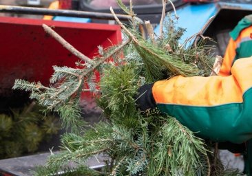 В Одесі відкрили пункти прийому новорічних ялинок: перелік адрес