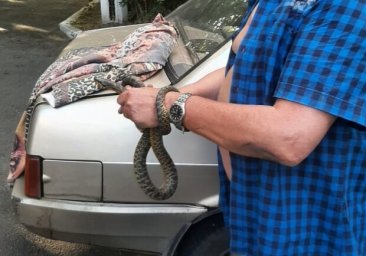 В Одессе змея заползла под авто: пришлось звонить директору зоопарка