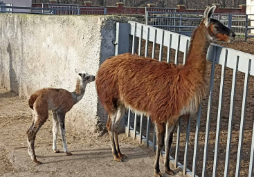В Одесском зоопарке – пополнение в семействе лам.