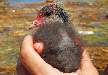 В Одессе продолжают спасать животных, вынесенных потоком из Каховского водохранилища