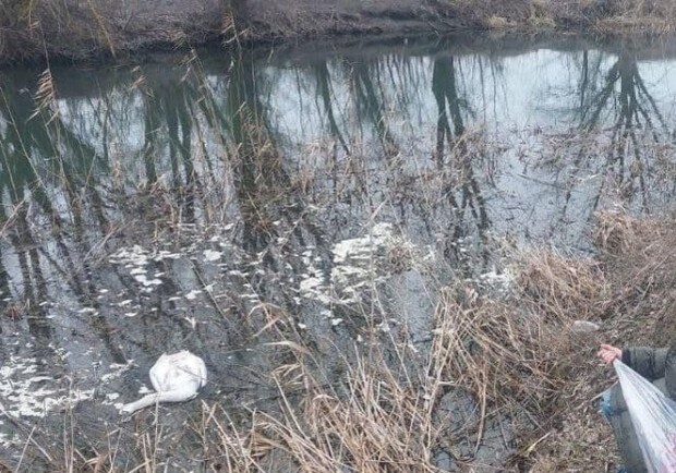 В Одесской области фиксируют загадочные случаи гибели лебедей