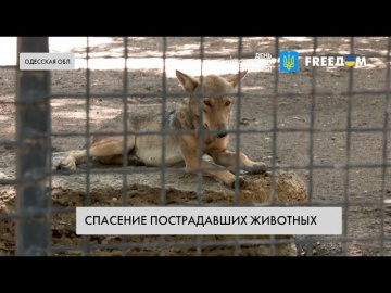 Последствия подрыва Каховской ГЭС: спасение пострадавших животных